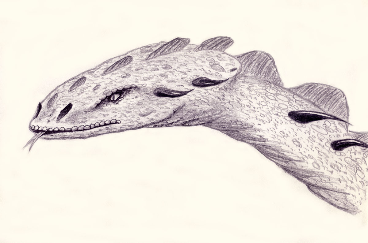 Drawing of a Snake like Dragons head