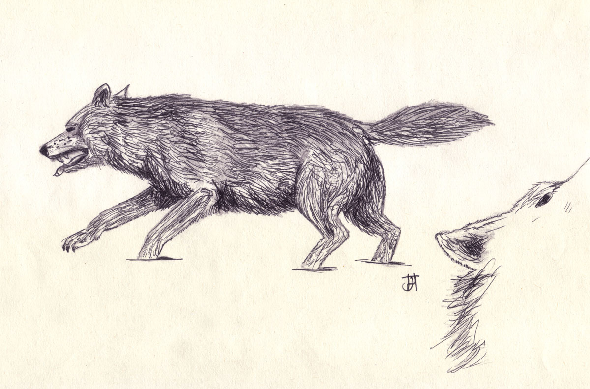 Drawing of a wolf