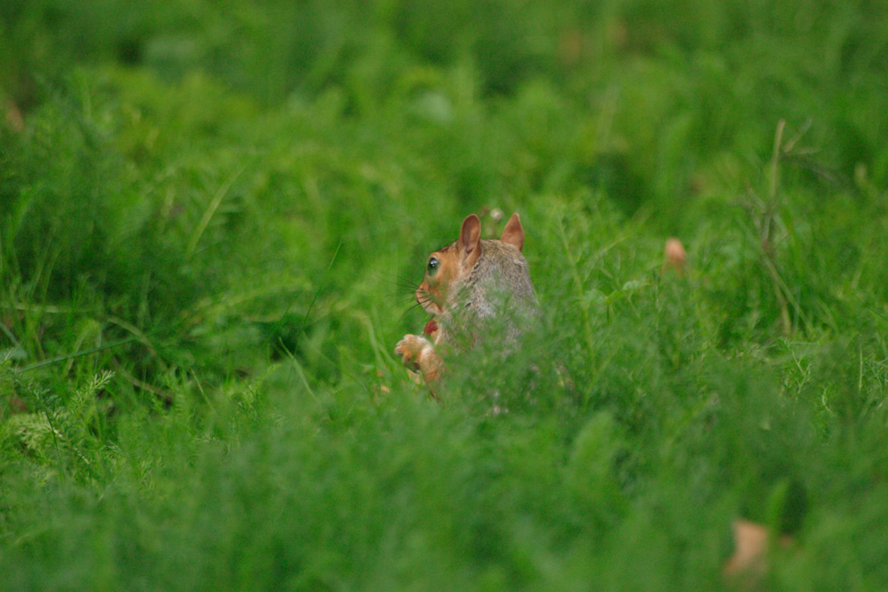 Squirrel in the undergrowth of St James Park