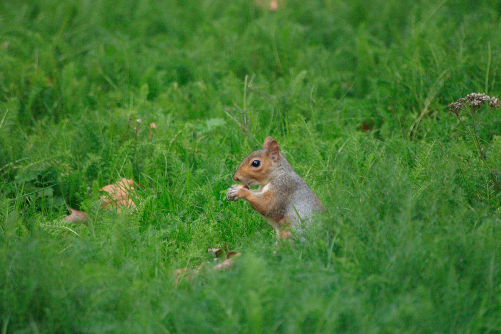 Squirrel eating a nut in St James Park