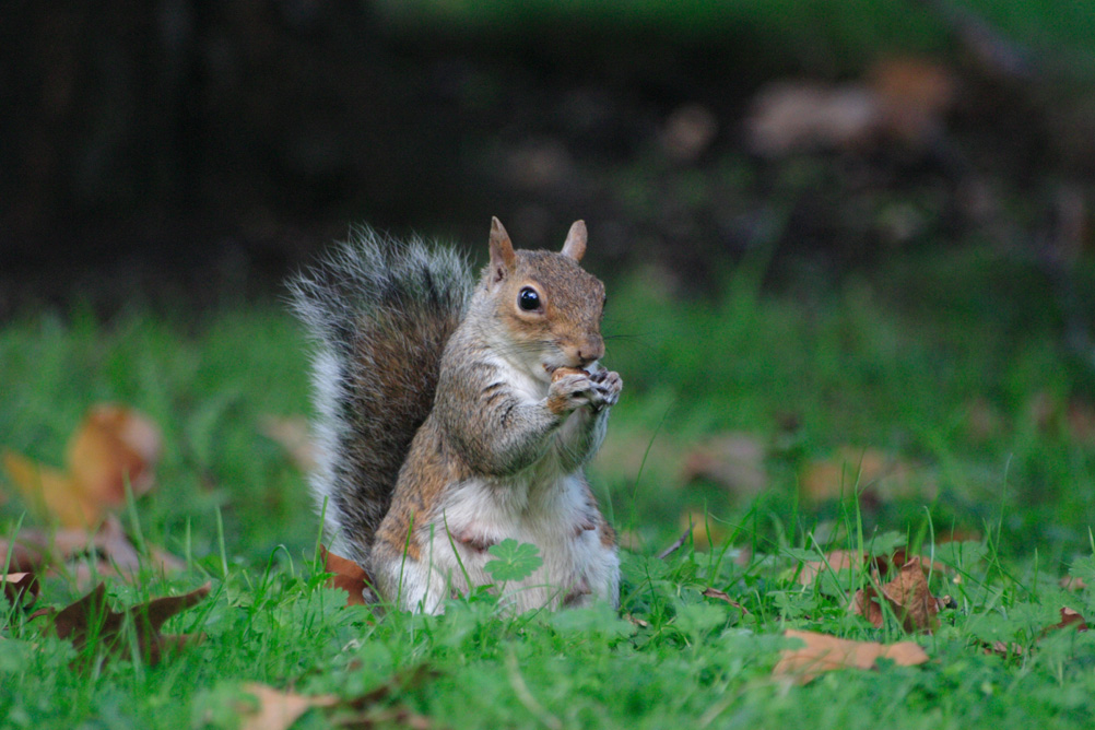 Squirrel eating a nut in St James Park