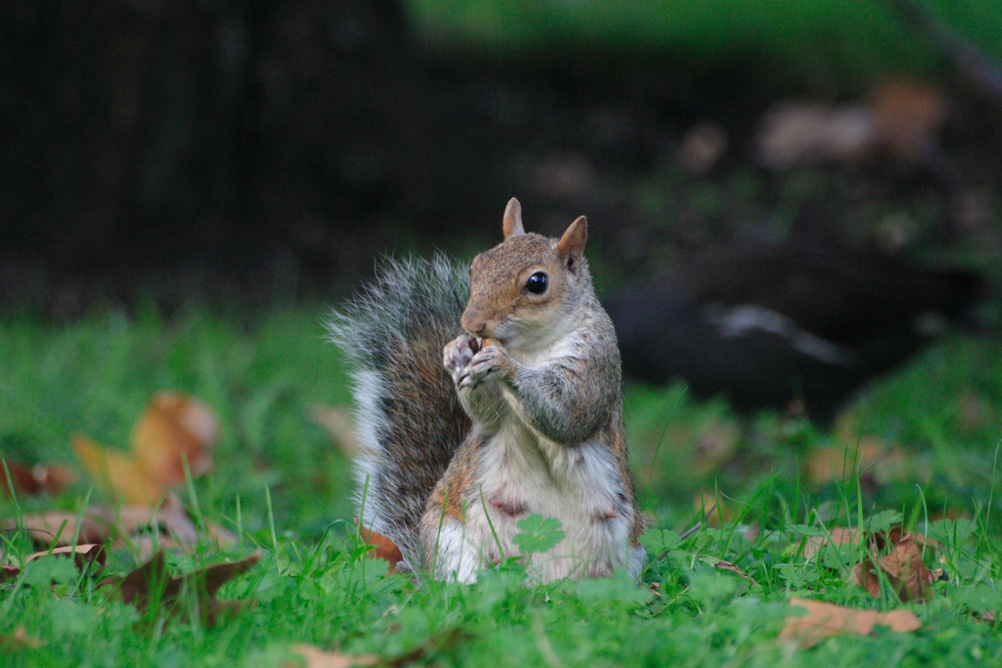Squirrel eating a nut in St James Park