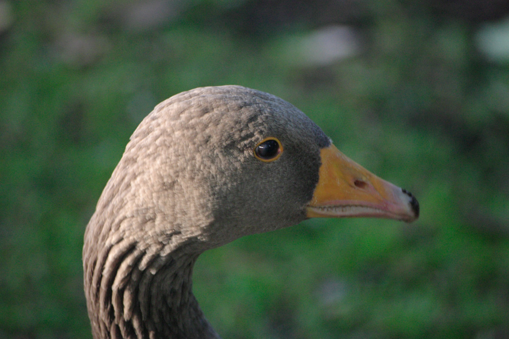 Goose head in St James Park