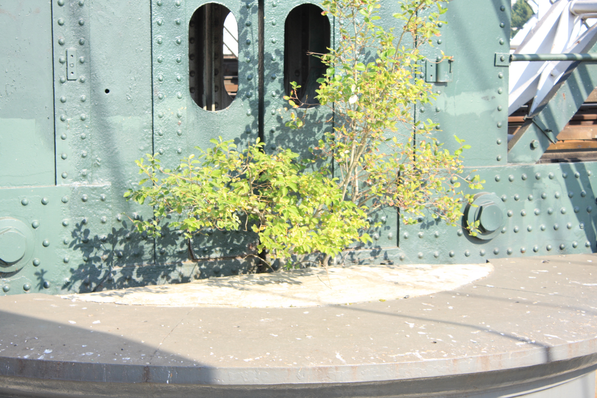 Young tree growing on a bridge
