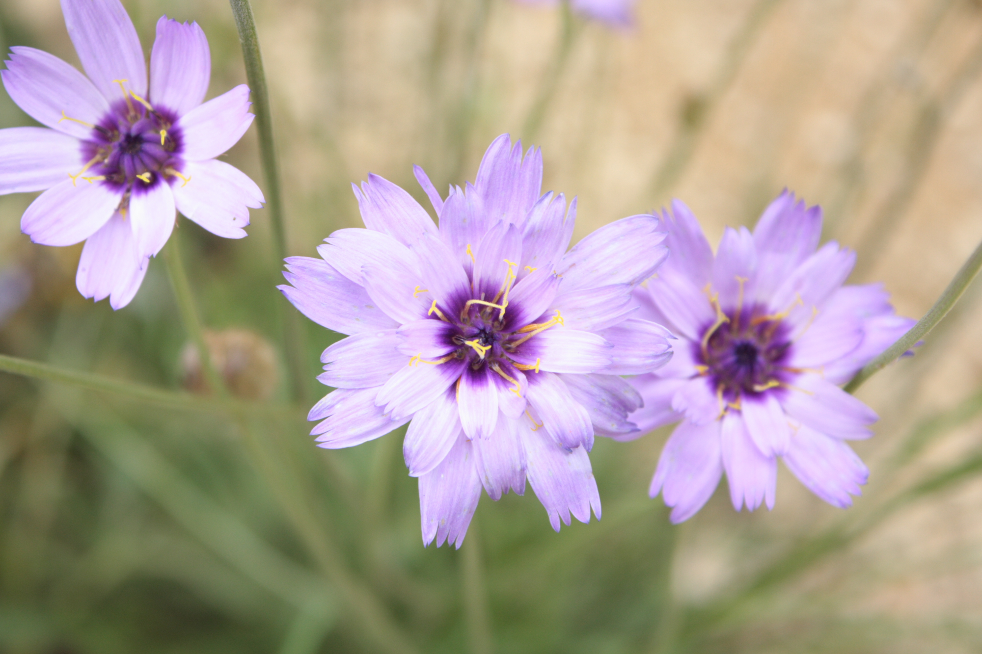 Flowers at Lacock Abbey