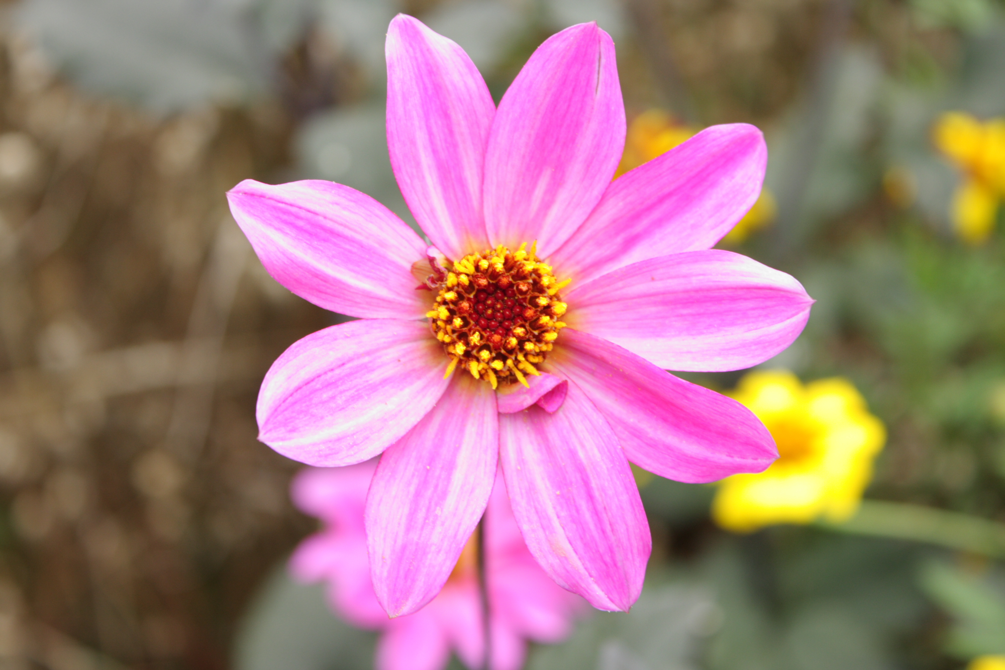 Flowers at Lacock Abbey