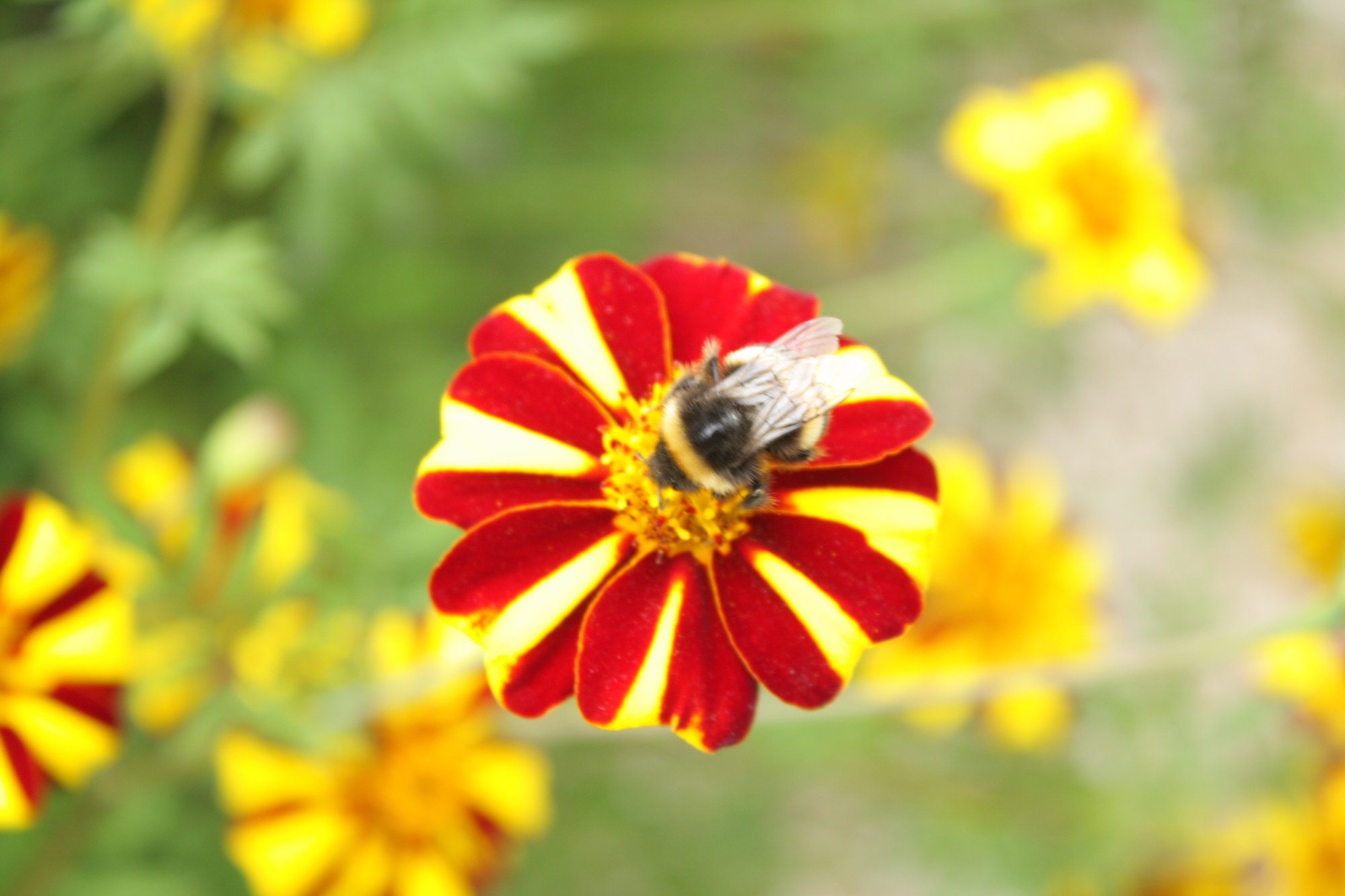 Flowers at Lacock Abbey