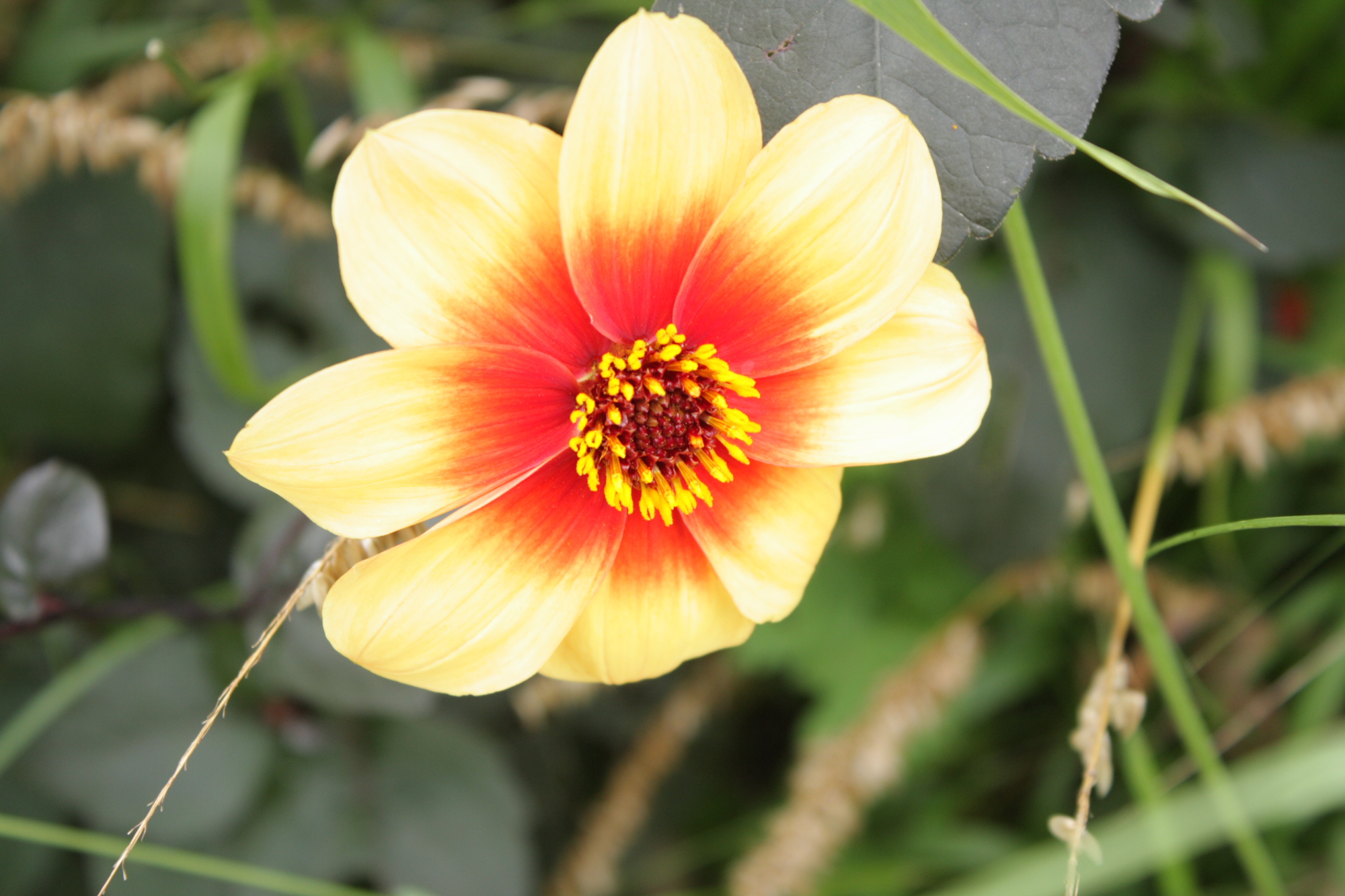 Flowers at Lacock Abbey