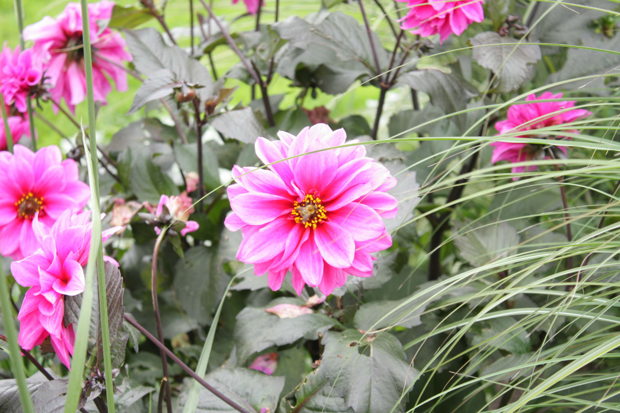 Flowers at Lacock Abbey