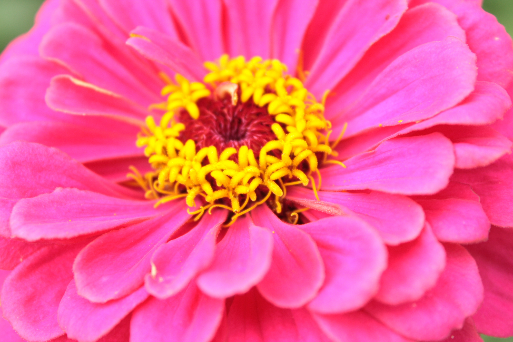 Flowers at Lacock Abbey
