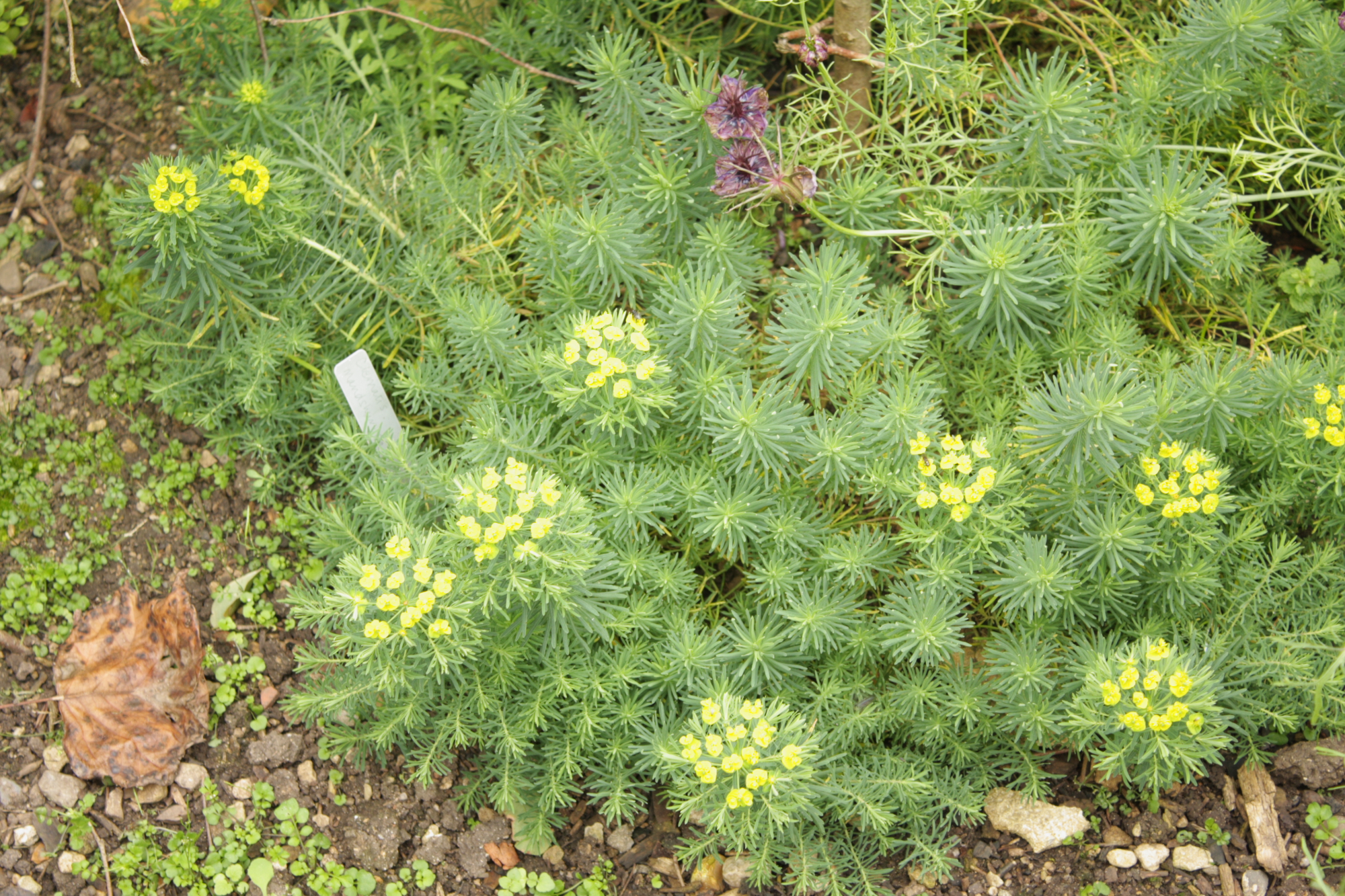 Flowers at Lacock Abbey
