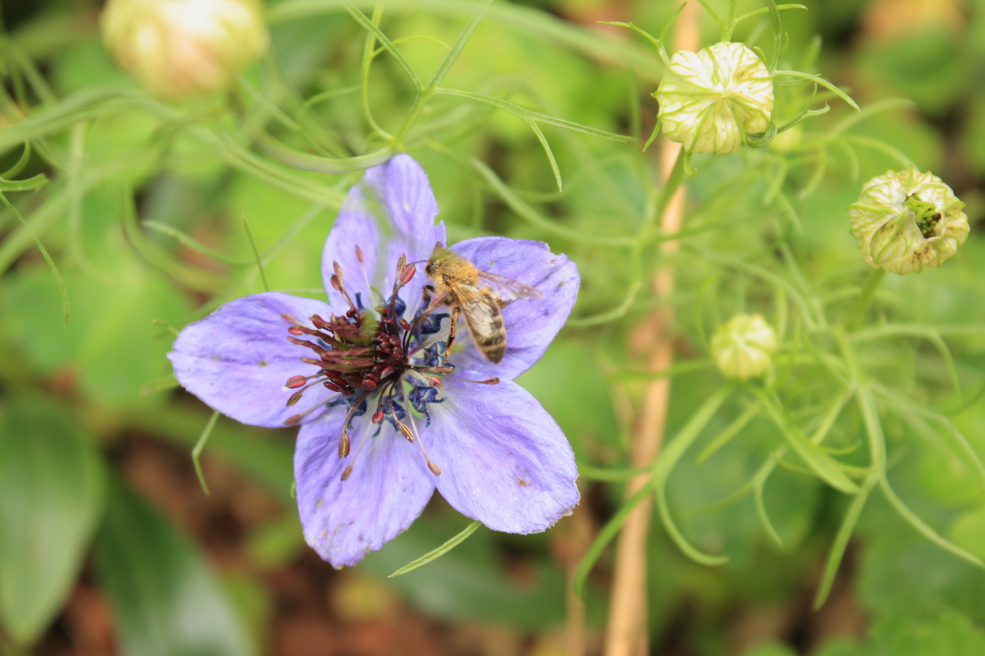 Flowers at Lacock Abbey
