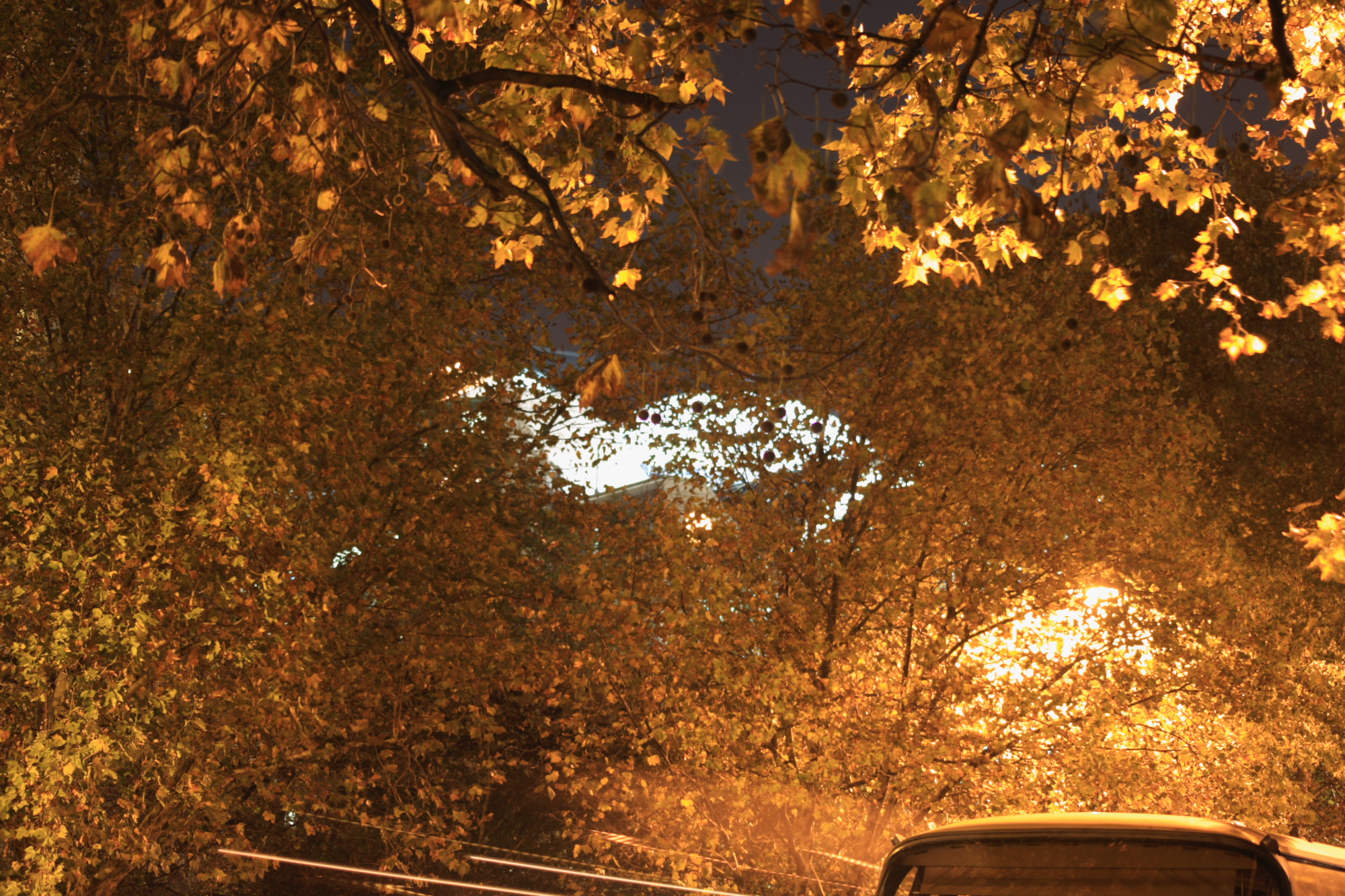 Illuminated autumn leaves on trees at night.