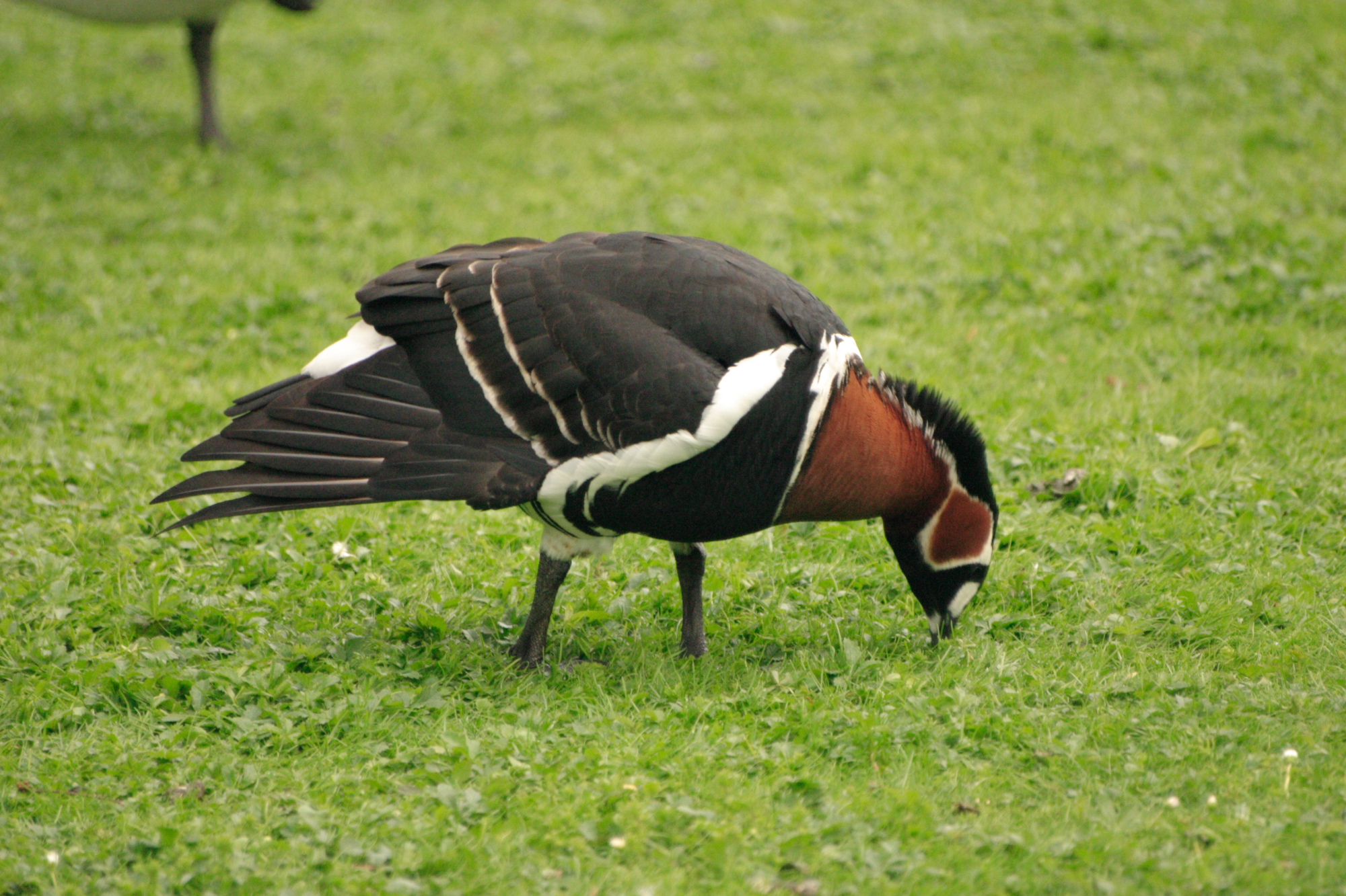 Goose grazing in St James Park.