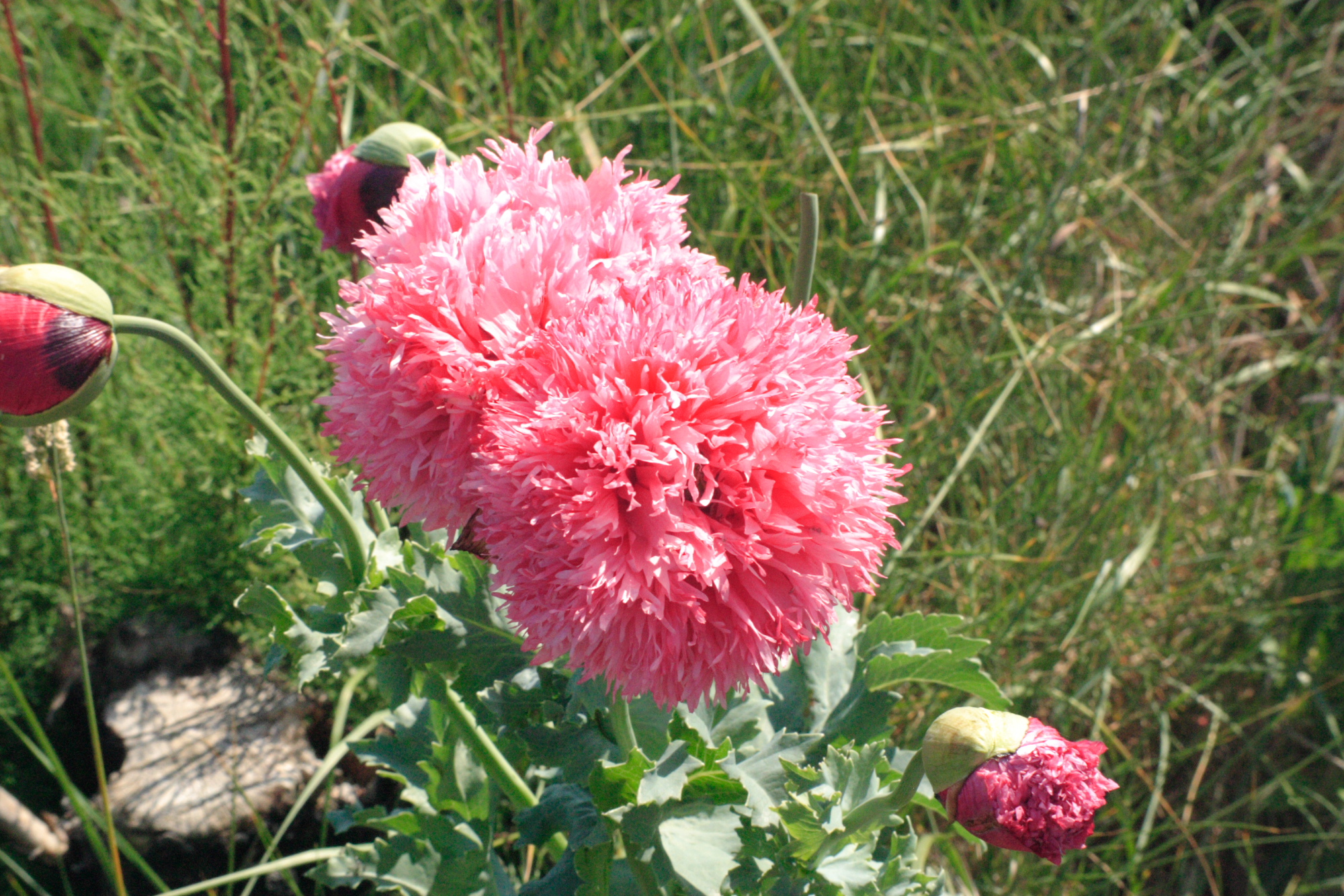 Flower in the sand dunes of Clacton On Sea