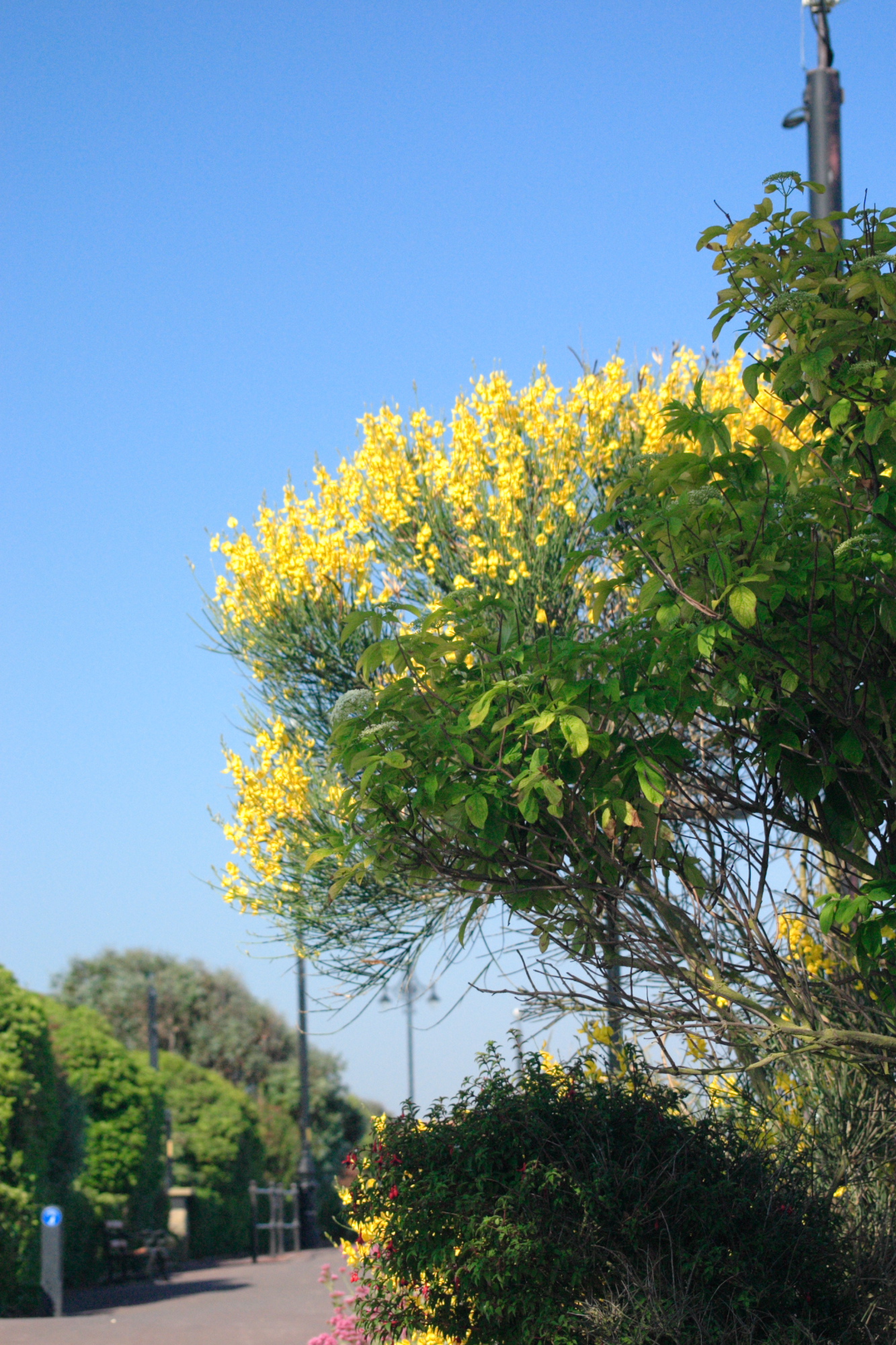 Flowering Gorse in Clacton On Sea