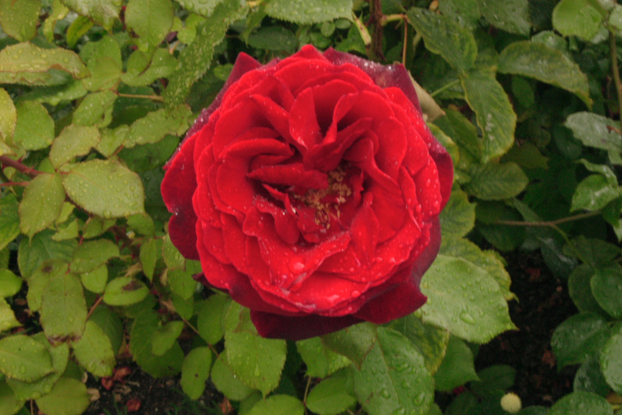 A rain soaked Rose in St James Park.