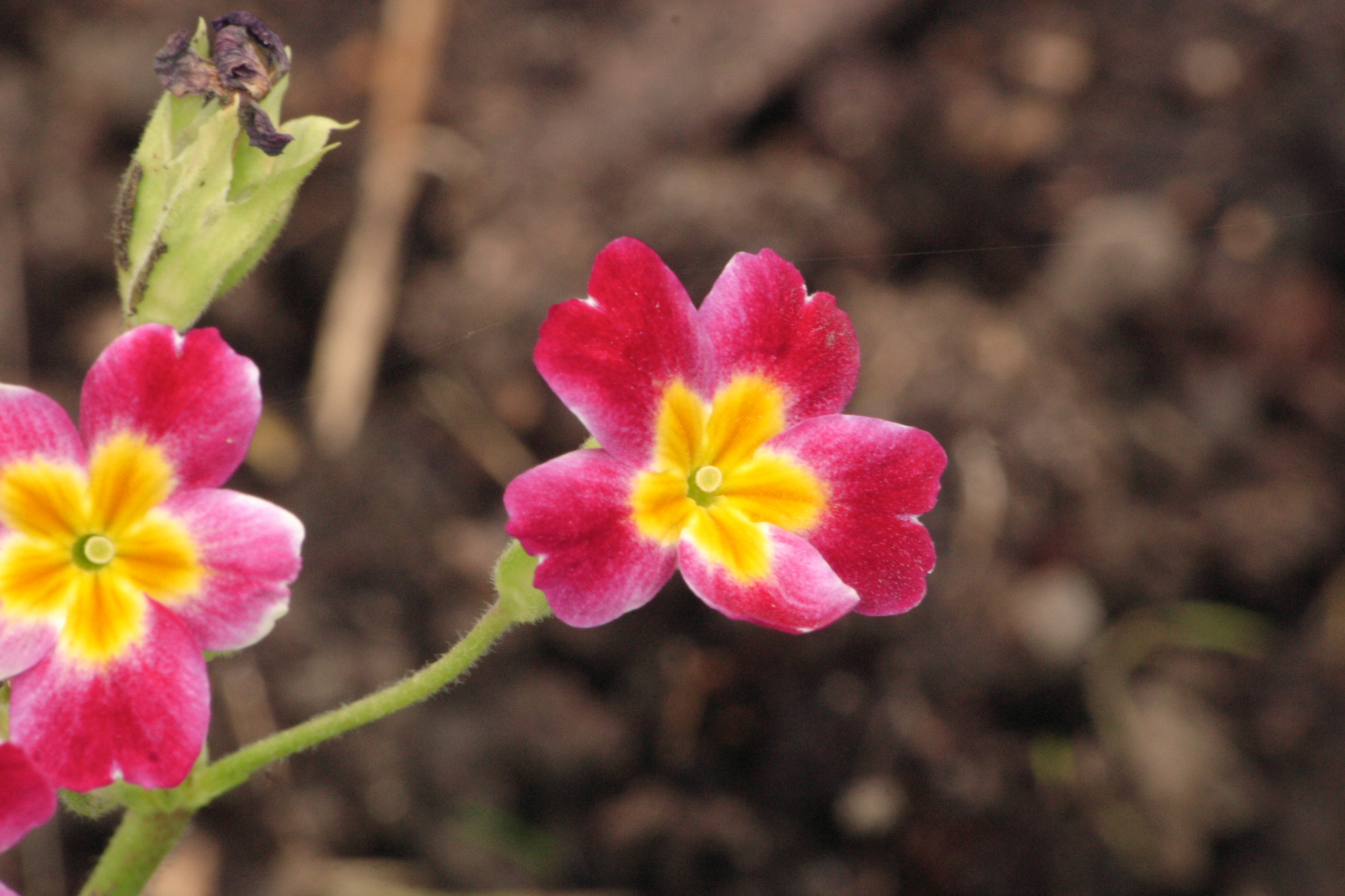 Flowers in my Grandads garden