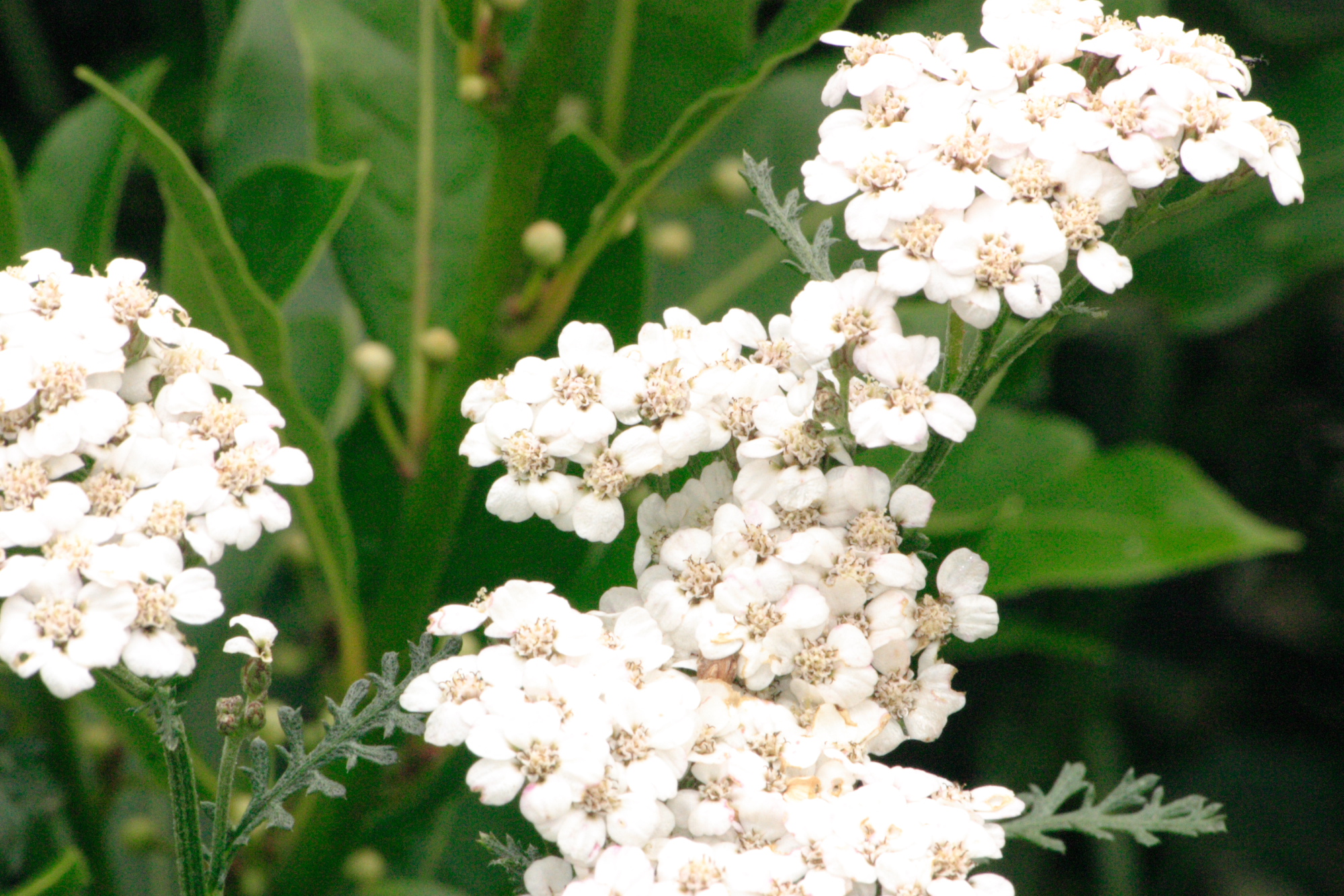 Flowers in my Grandads garden