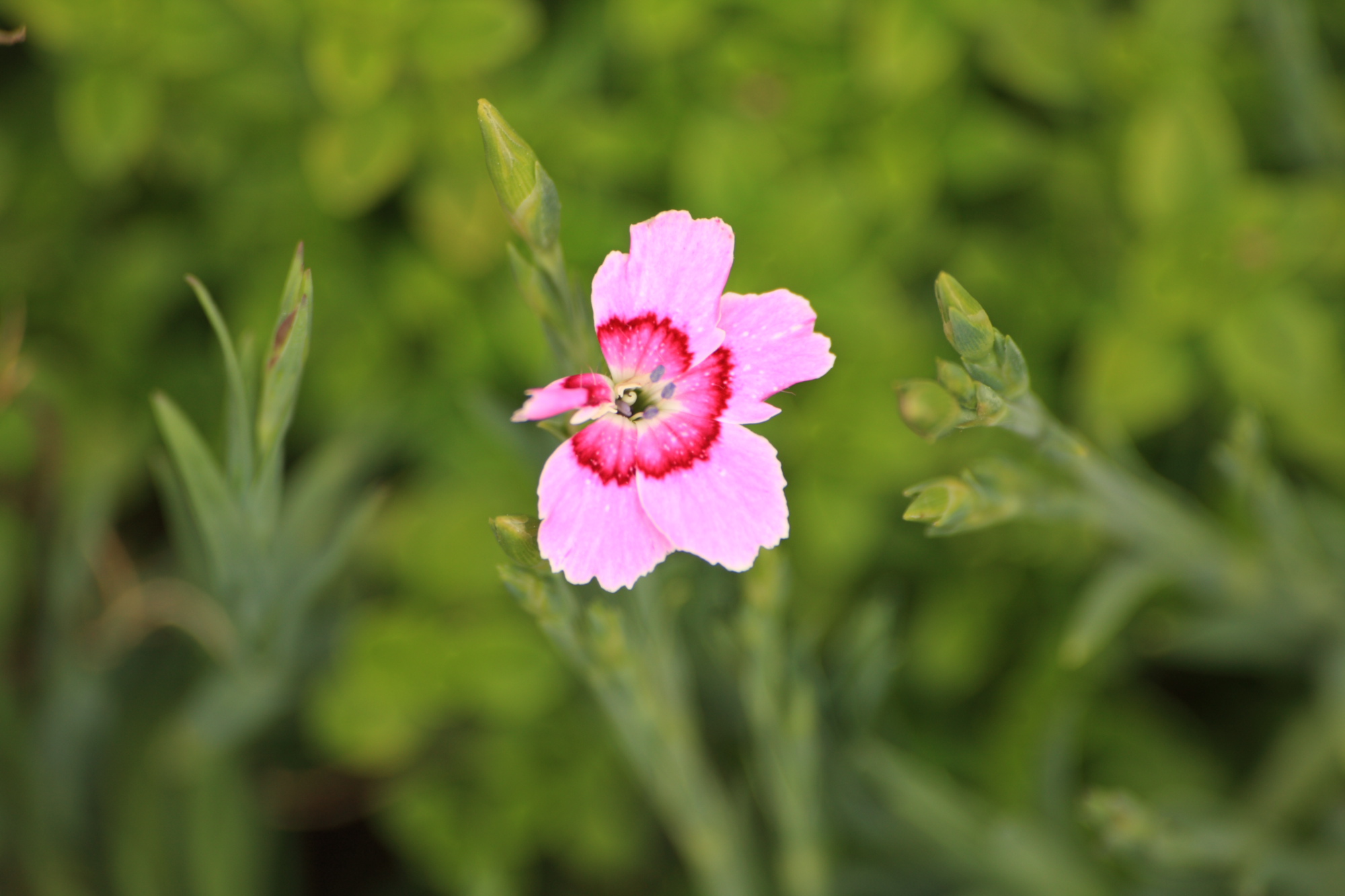 Flowers in my Grandads garden