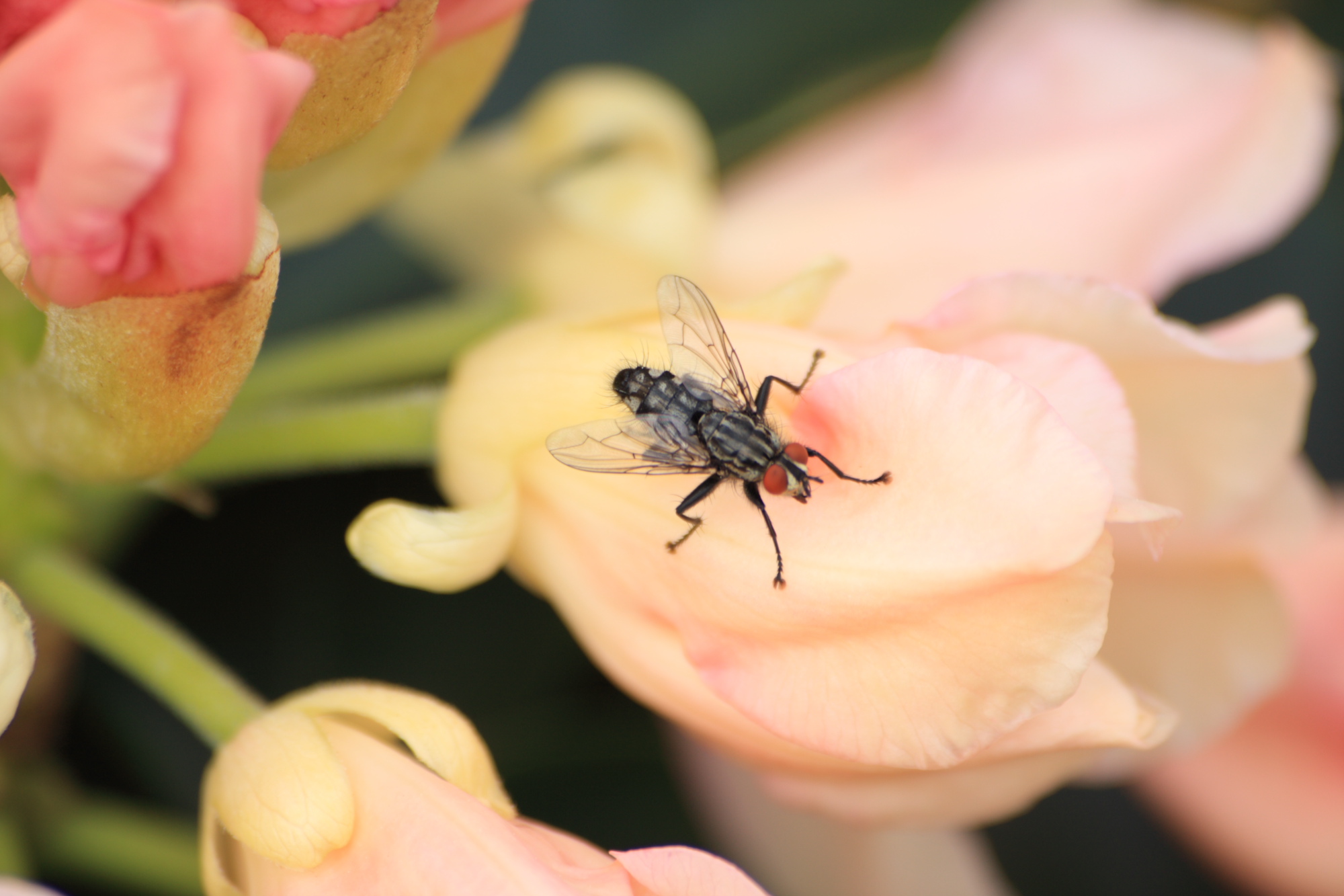 Fly on a flower.