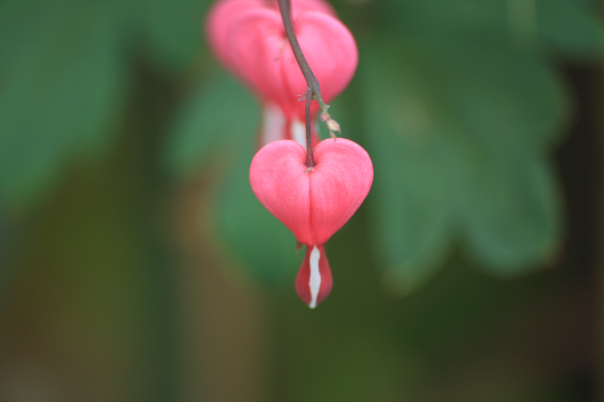 Flowers in my Grandads garden