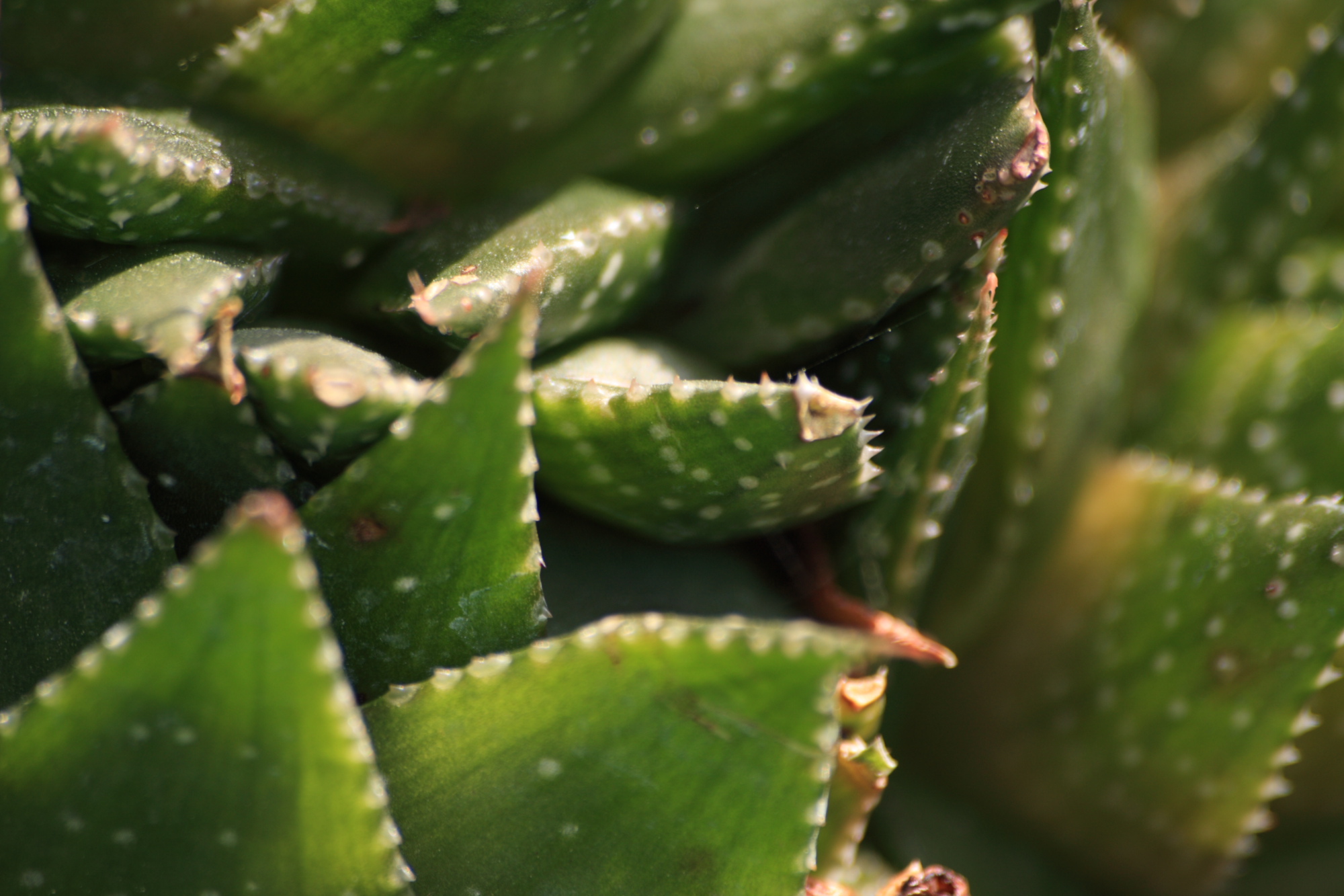 Flowers in my Grandads garden