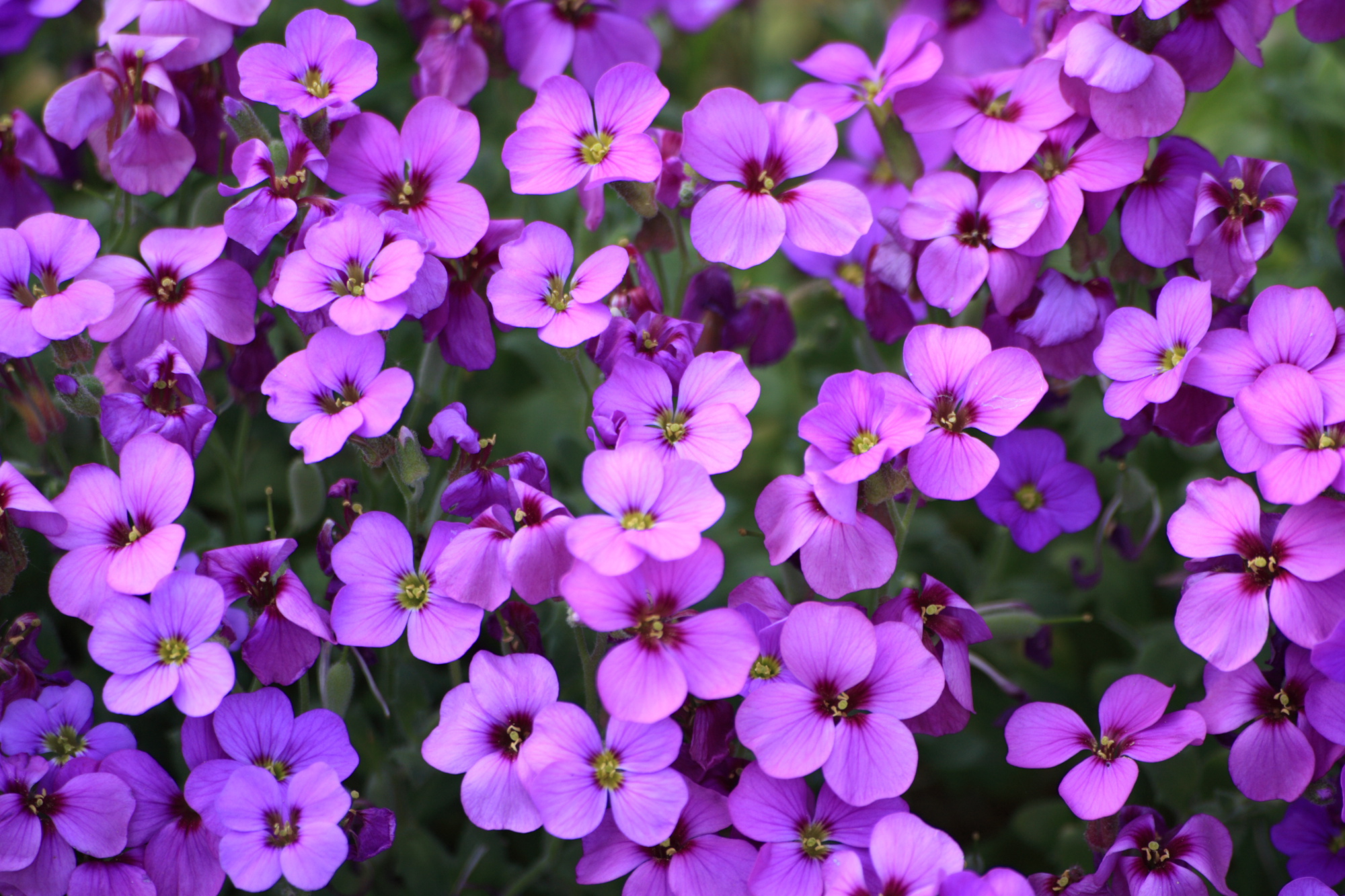 Flowers in my Grandads garden