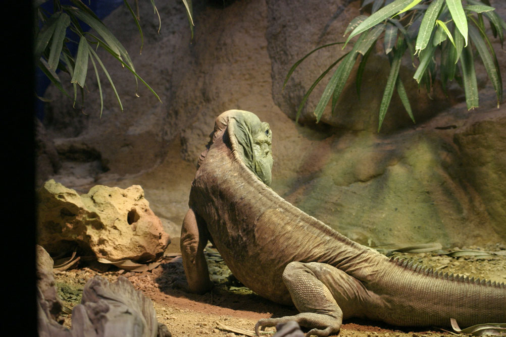 Iguana in the reptile house of London Zoo.