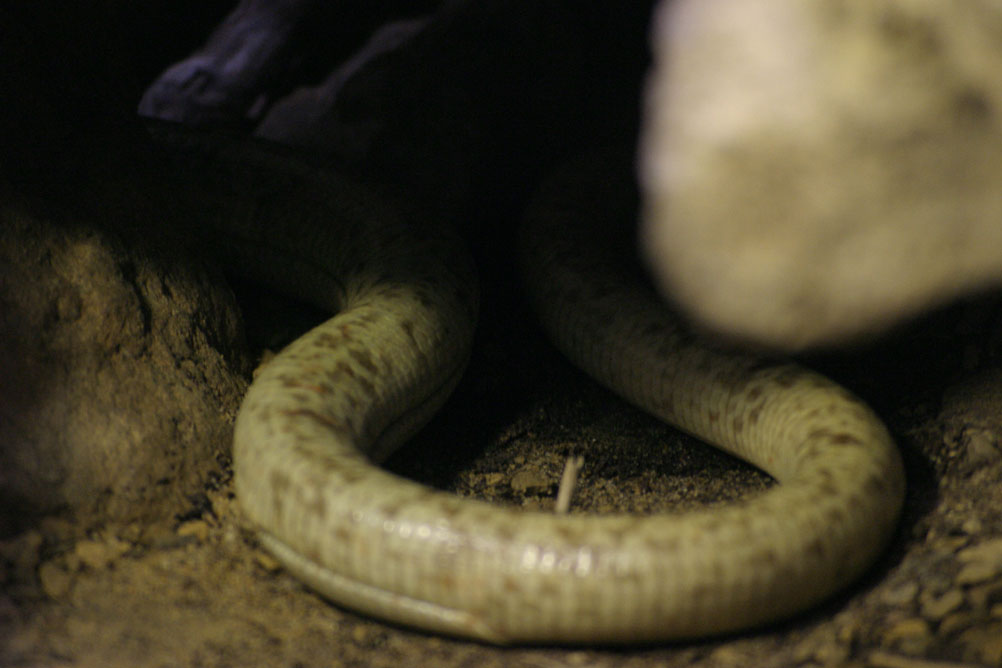 Snake hiding under some rocks in the reptile house of London Zoo.