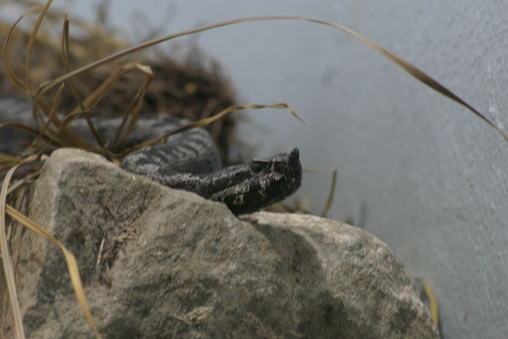 Snake moving across rocks in the reptile house of London Zoo.