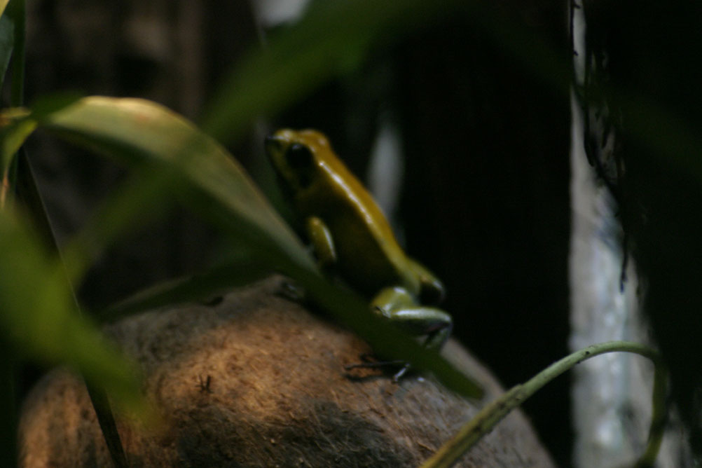 Tiny frog in the amphibian house of London Zoo.