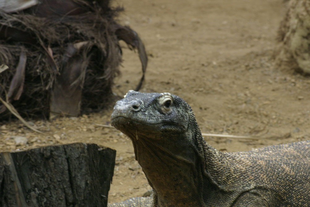 Komodo Dragon watching wearily in the grounds of London Zoos reptile house.