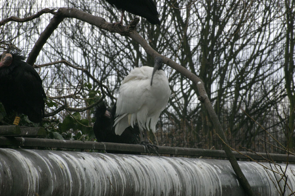Ibis trying to stay warm in the cold London winter at London Zoo.