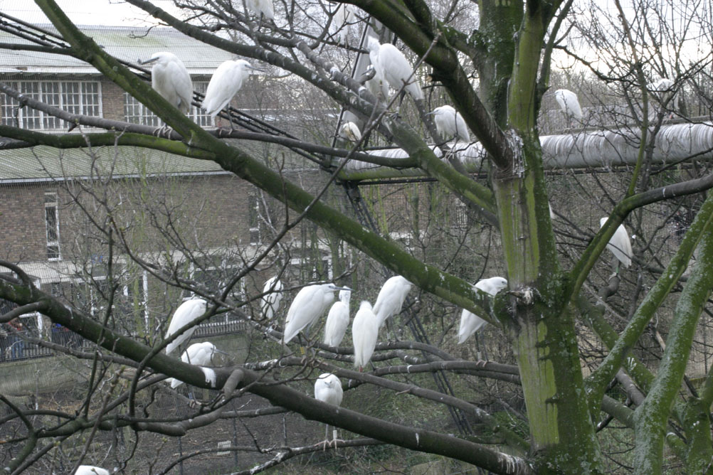 Birds roosting in the cold of the walk through aviary at London Zoo.