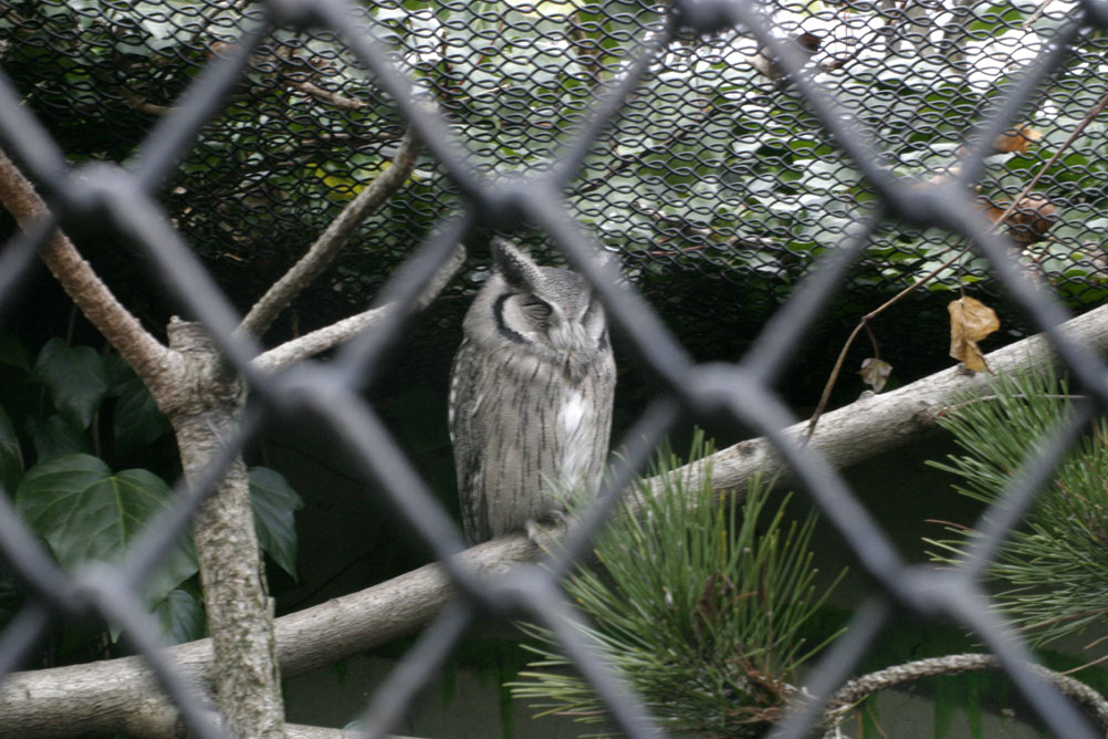 Owl trying to sleep despite the attention of tourists at London Zoo.