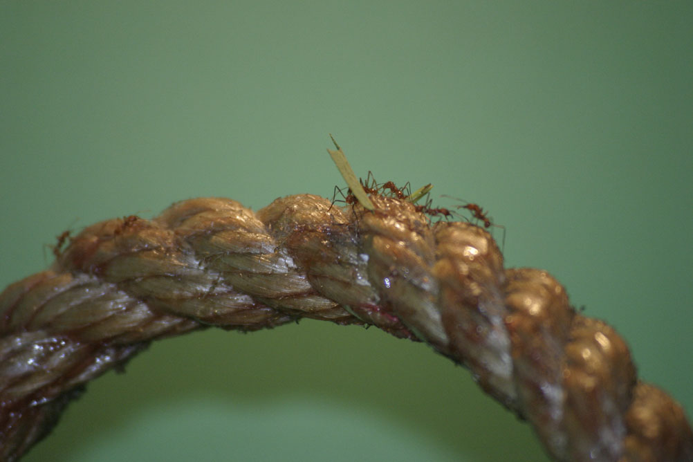 Leaf Cutter Ants on a piece of rope in London Zoo