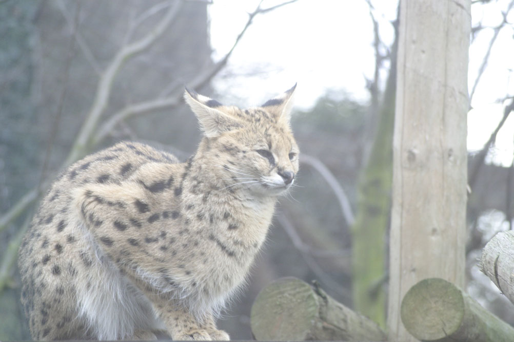 Annoyed looking cat in the cold London winter at London Zoo.