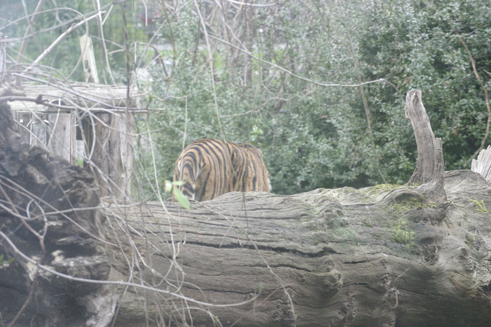 Tiger pacing around his enclosure in London Zoo.