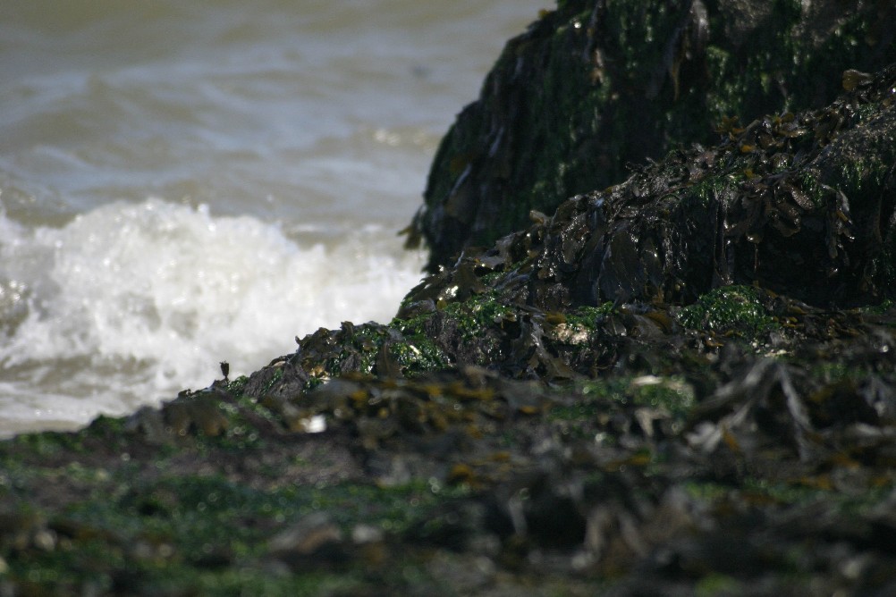 Seaweed covered rocks with waves coming in behind.