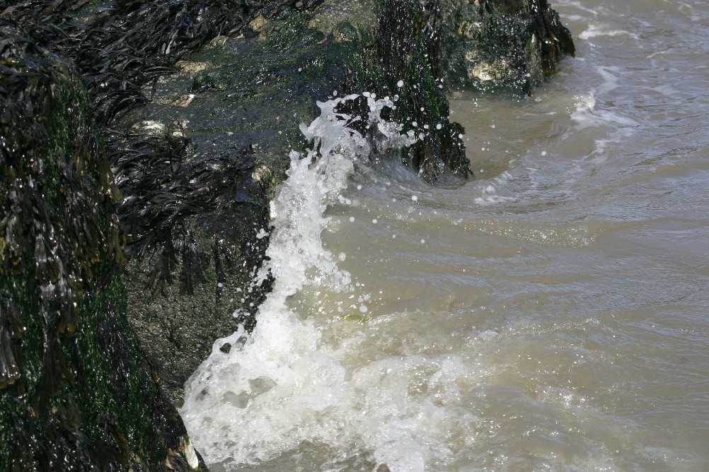 Waves crashing against seeweed encrusted rocks.