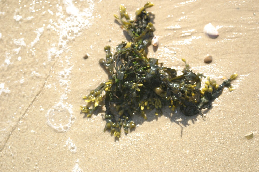 Seaweed on the sand at Clacton-on-Sea