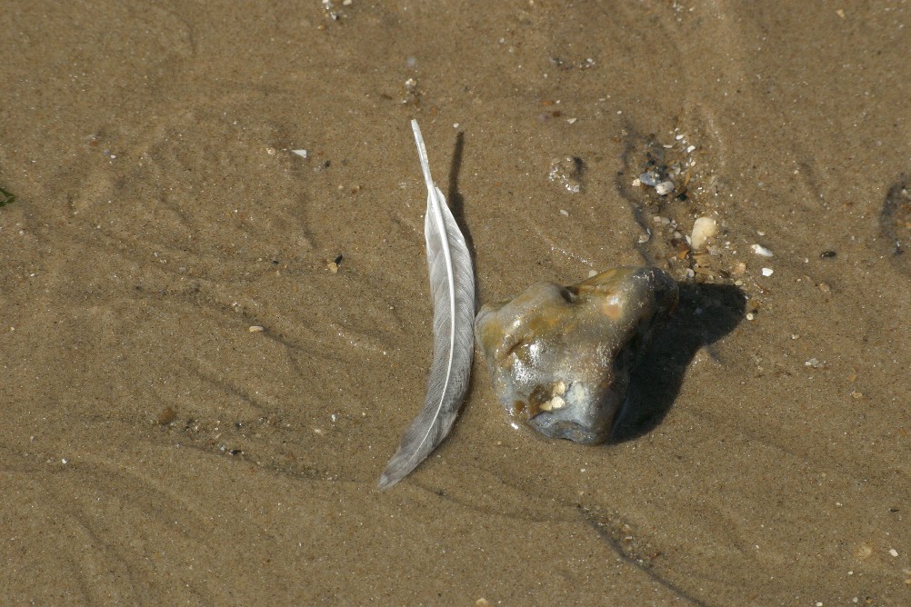 Feather and stone on the sand at Clacton-on-Sea.