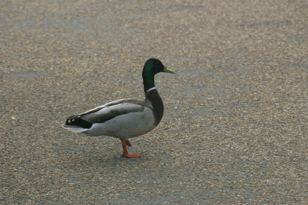 A lone duck on the footpath in Hyde Park